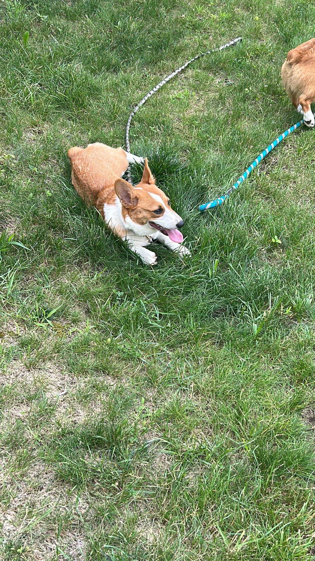 A corgi laying and smiling outside on the grass.